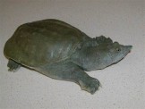 Phát hiện loài rùa có khả năng  thải nước tiểu qua miệng
